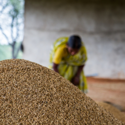 indian_farmers.jpg