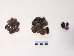 Fig17_Fruits.jpg