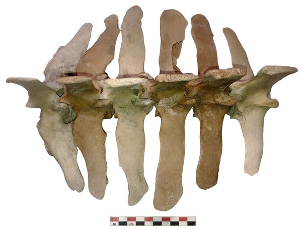 Vèrtebres lumbars del cavall