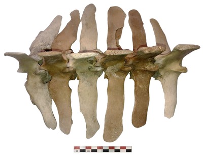 Vèrtebres lumbars del cavall